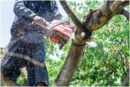 tree services Washougal